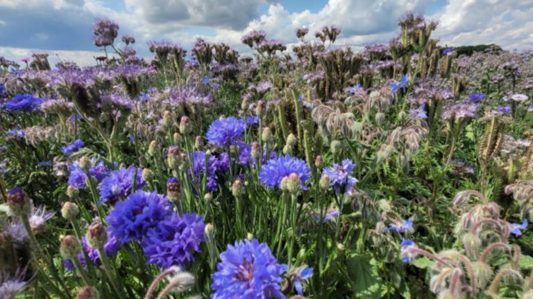 Hauts-de-France : les chasseurs relancent les jachères pour la petite faune
