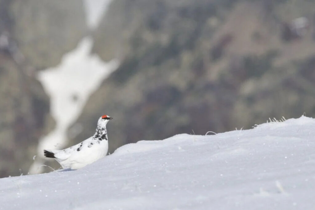 Lagopède alpin ou perdrix des neiges