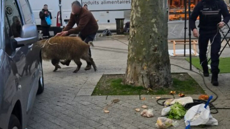 Indre: Une laie vient faire ses courses sur le marché d&rsquo;Issoudun !