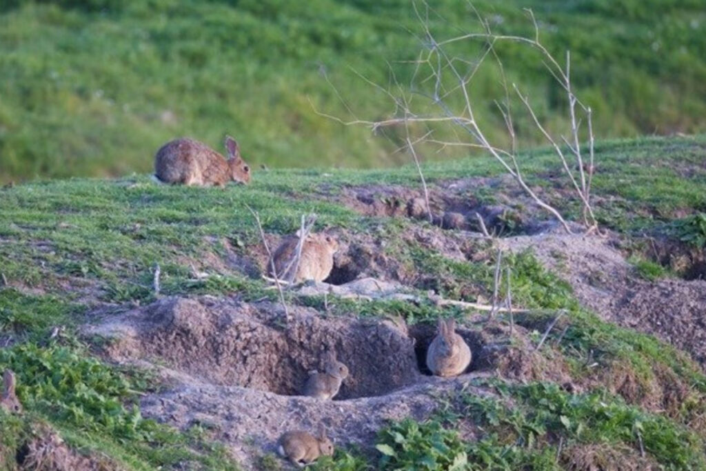 Lapins de garenne