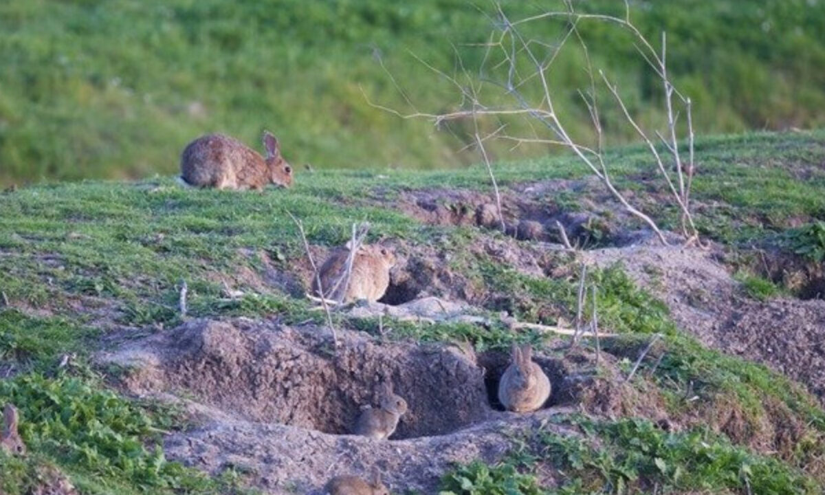 Lapins de garenne