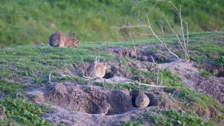 Lapins dans l’Hérault : l’appel à l’armée face à une invasion incontrôlable