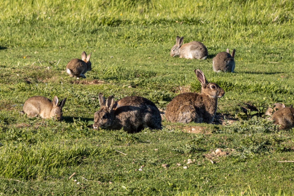 Lapins de garenne