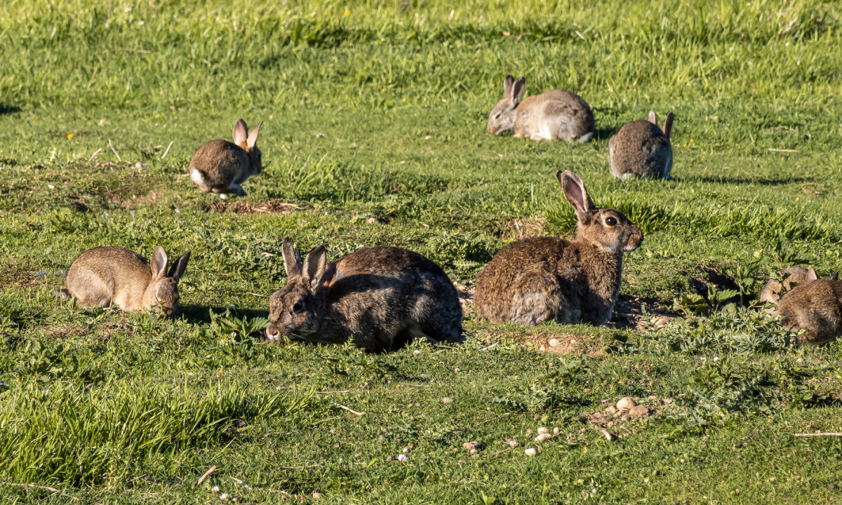 Lapins de garenne