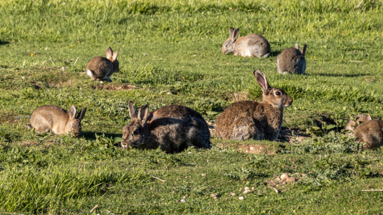 Ardèche : 150 lapins de garenne réintroduits sur cinq territoires