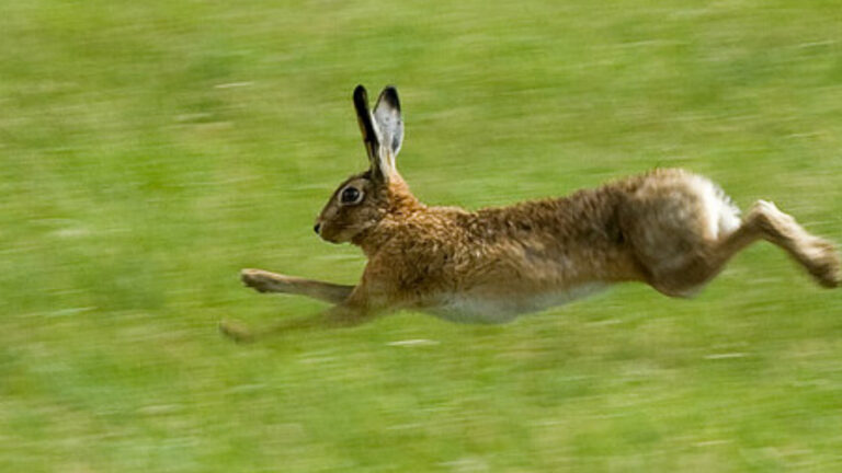 Deux-Sèvres : une reprise de lièvres mobilise 60 volontaires