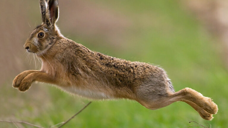 Chasse à courre : quand une simple sortie jeunesse déclenche une polémique hors sol