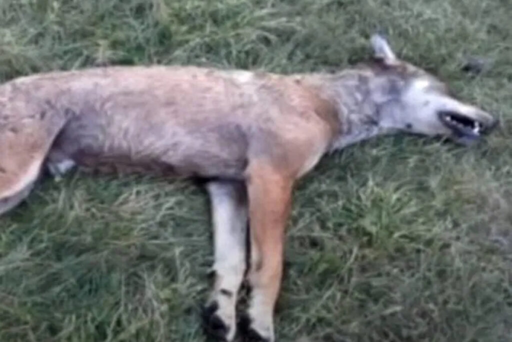 Loup tué par des chiens de protection