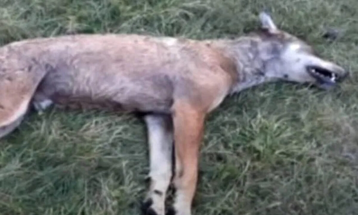 Loup tué par des chiens de protection