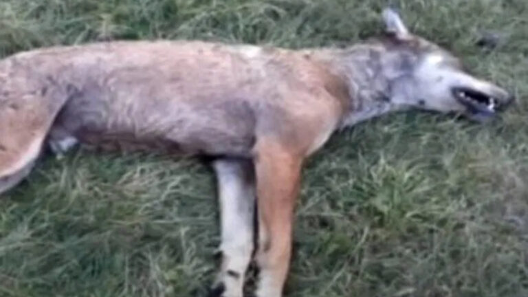 Drôme: deux loups tués par des chiens protégeant un troupeau