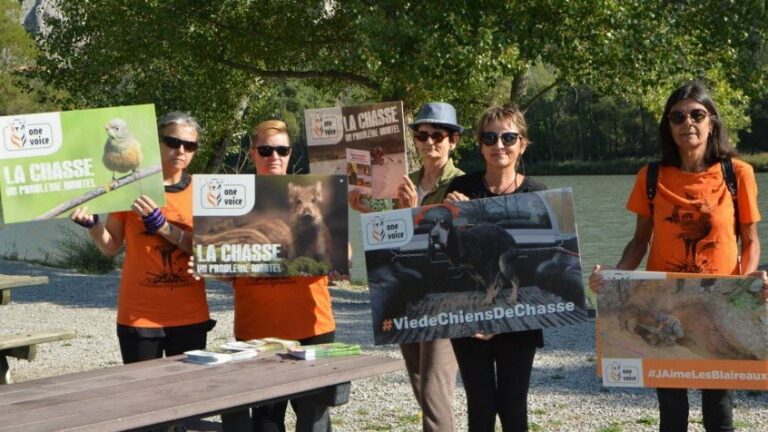 Braconnage à Gap : quand One Voice confond délit et chasse