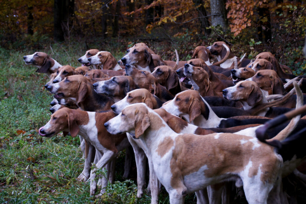 Meute de chiens de chasse anglos