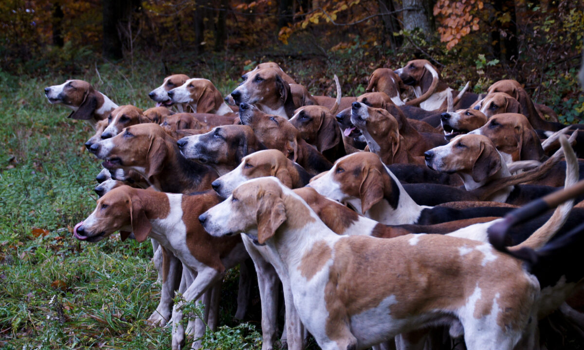 Meute de chiens de chasse anglos
