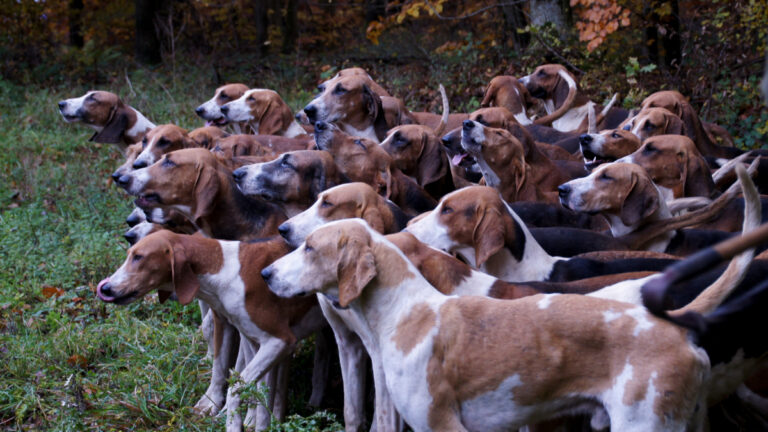 Sangliers dans le Nord : 100 chasseurs et 70 chiens mobilisés pour une battue administrative