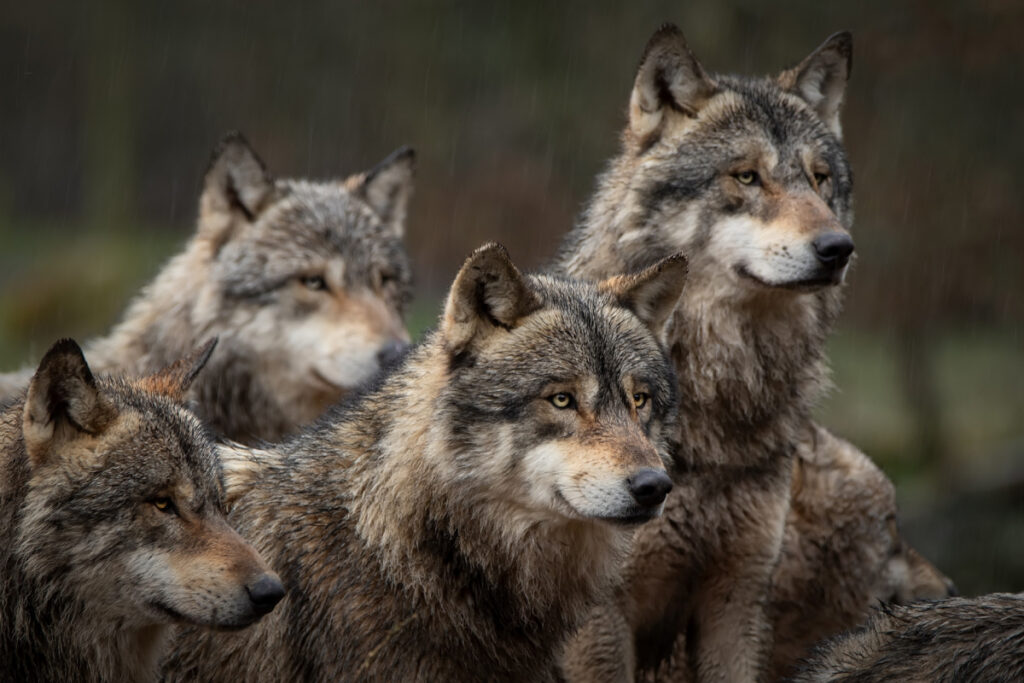 Meute de loups gris