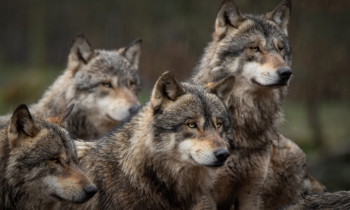 Meute de loups gris