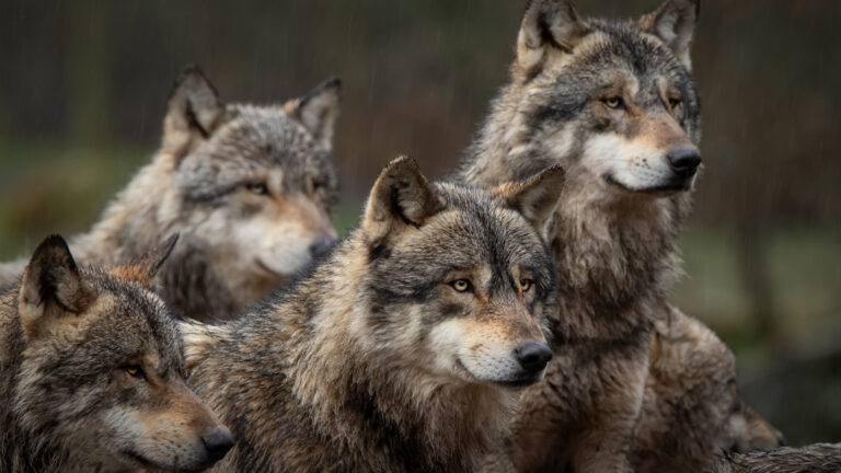 Loup : Willy Schraen réclame un changement de doctrine et soutient les éleveurs