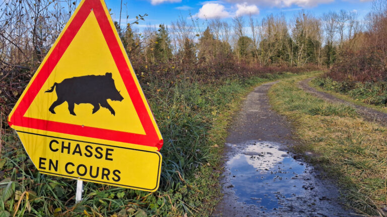 Aisne : un chasseur blessé après un tir sur un sanglier