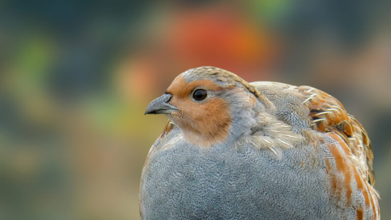 La perdrix grise en net recul : l’exemple de la Seine-Maritime