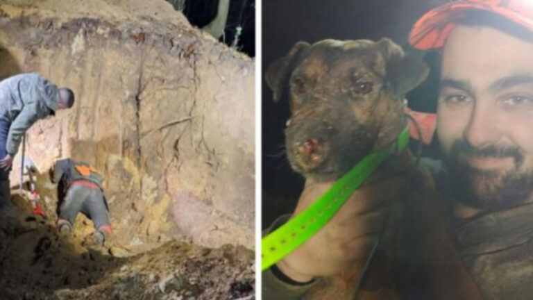 Pas-de-Calais : dix heures pour sauver un chien bloqué sous terre