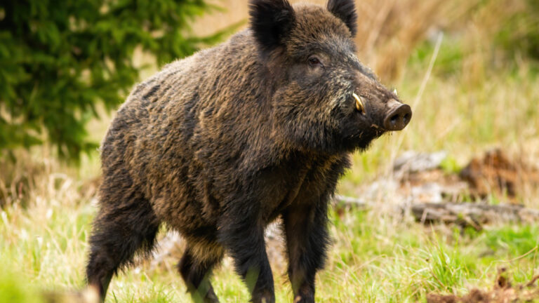 Une fillette attaquée par un sanglier à Nîmes : son chien se sacrifie pour la protéger