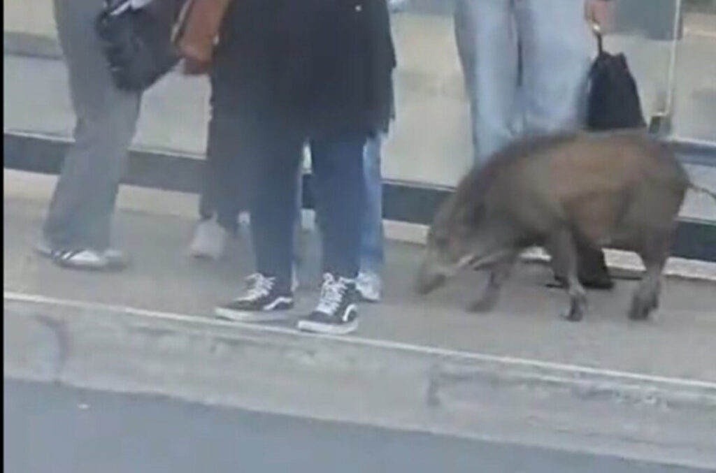 Sanglier à la gare de Fontainebleau
