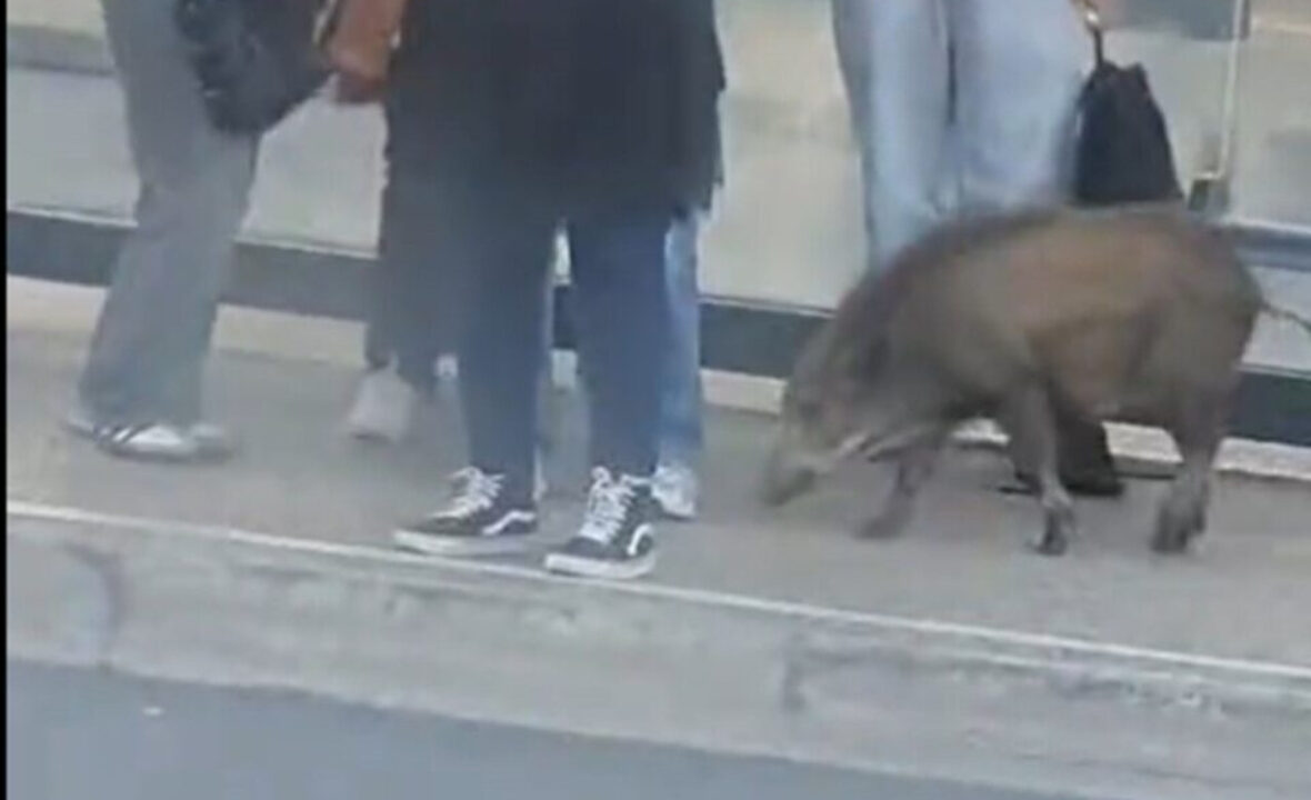 Sanglier à la gare de Fontainebleau