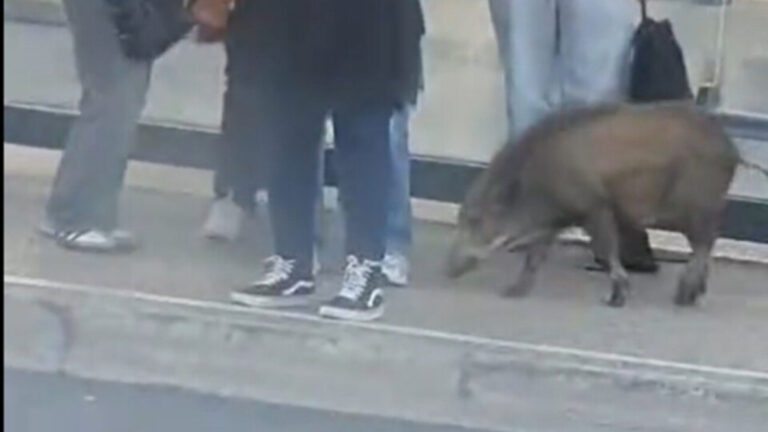 Sangliers à la gare de Fontainebleau : l’ONF organise une battue