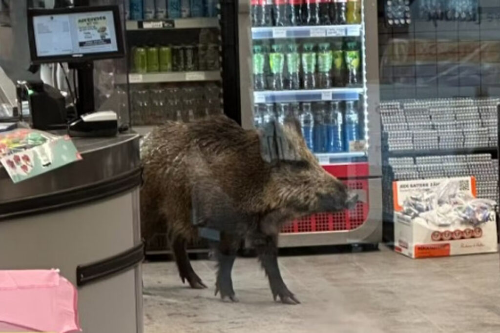 Sanglier en plein centre commercial de Berlin