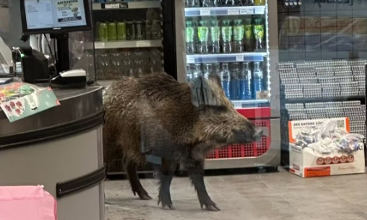 Sanglier en plein centre commercial de Berlin