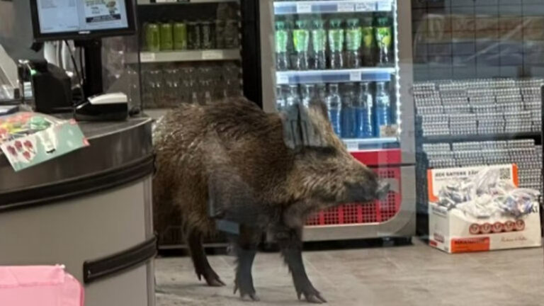 Un sanglier sème la panique dans un centre commercial à Berlin