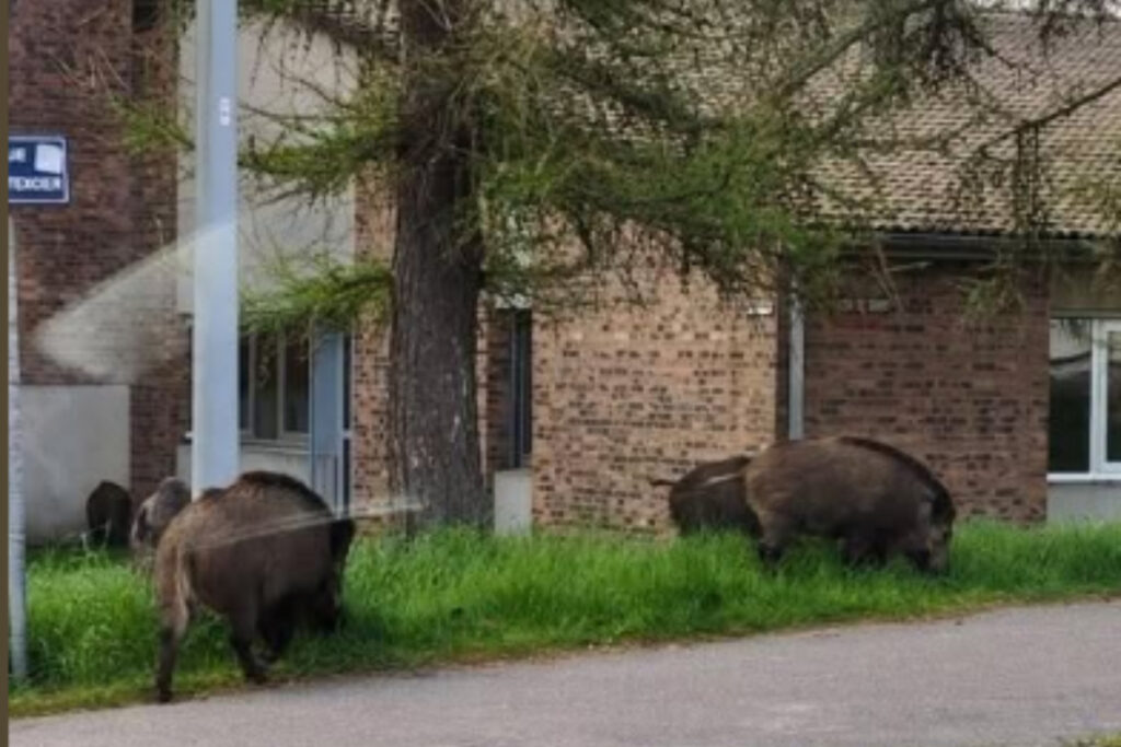 Sanglier en plein jour dans les rues de l'agglomération de Rouen