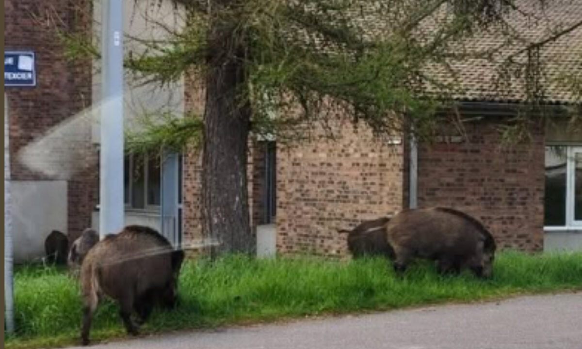 Sanglier en plein jour dans les rues de l'agglomération de Rouen