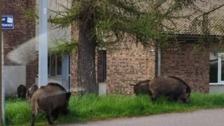 Des sangliers en pleine ville près de Rouen : les habitants inquiets