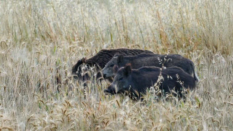 Dégâts de grand gibier : Willy Schraen alerte sur un système à bout de souffle