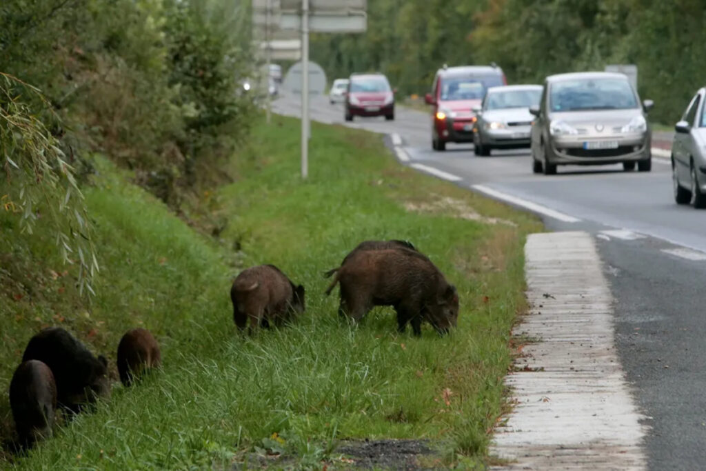 Sangliers en bord de route