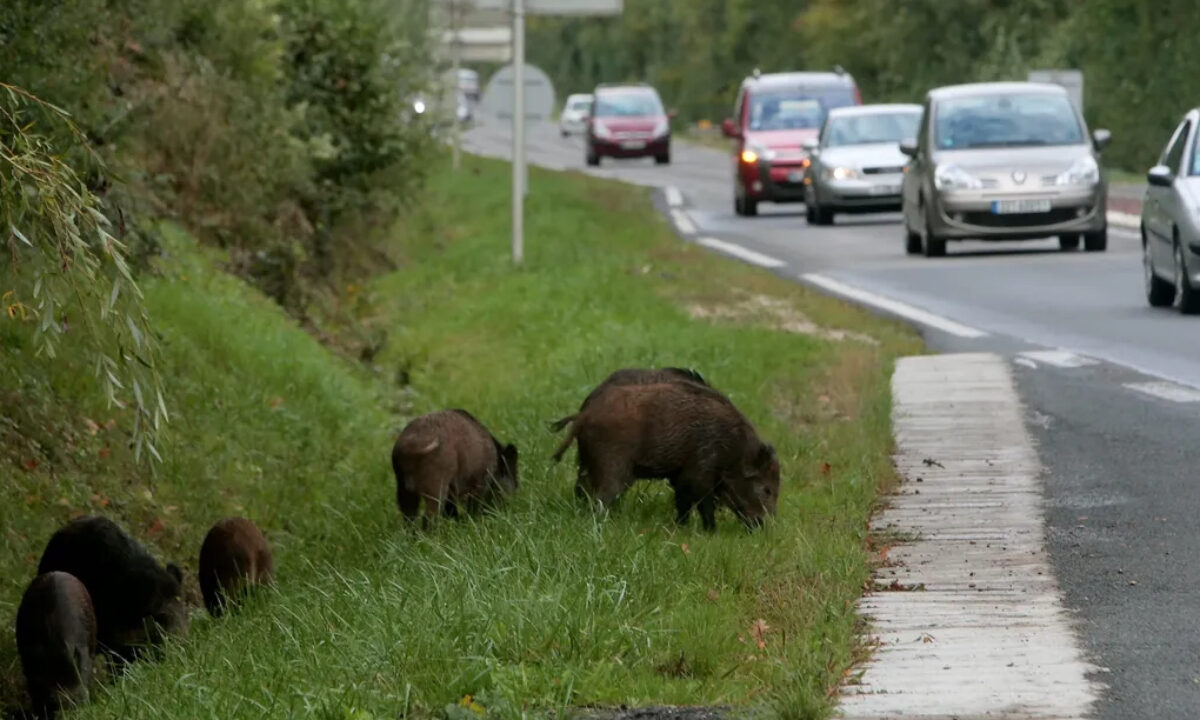 Sangliers en bord de route