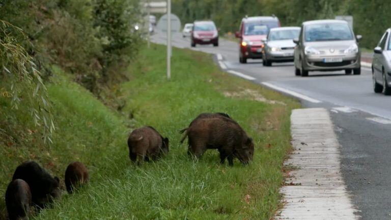 Carambolage avec des sangliers à Périgueux: une voiture à la casse et 4 suidés morts