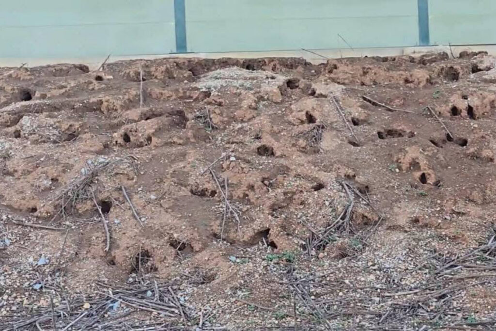 Terriers de lapins sous la LGV Montpellier Nîmes