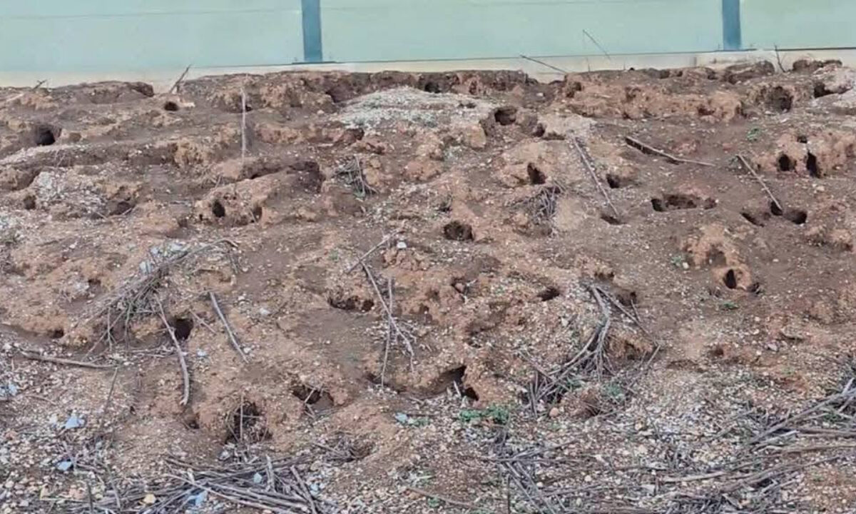 Terriers de lapins sous la LGV Montpellier Nîmes