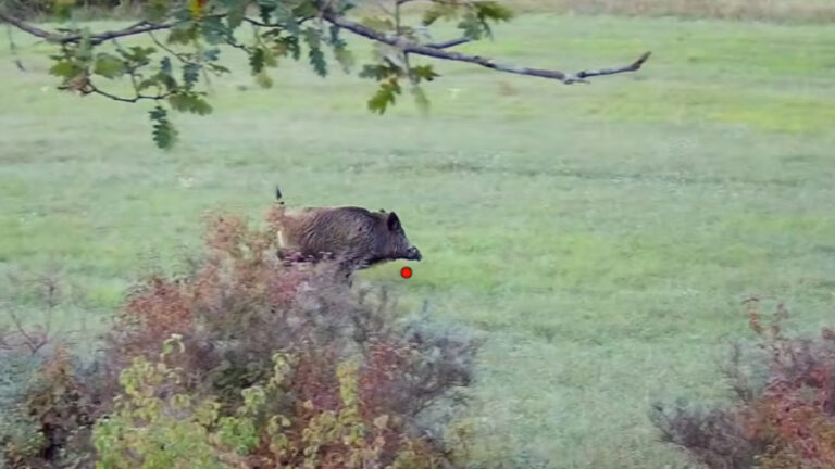 12 sangliers dont 4 au même poste avec un doublé: la saison folle d&rsquo;un jeune chasseur