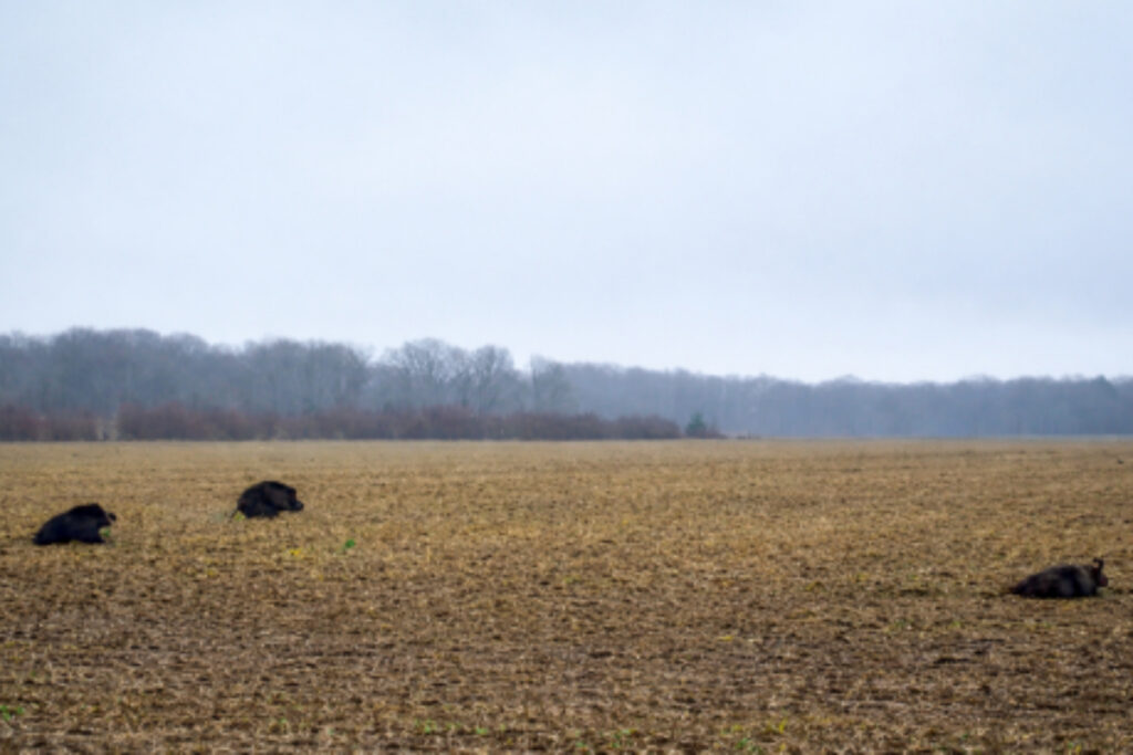 Triplé de sangliers en plaine