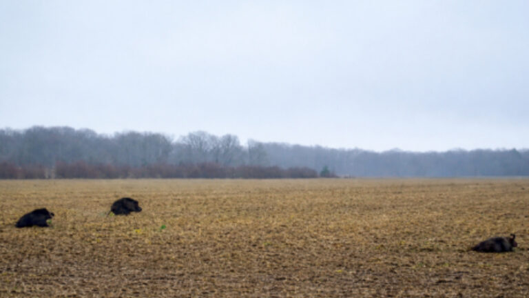 Superbe triplé de sangliers pour ce chasseur du Vexin