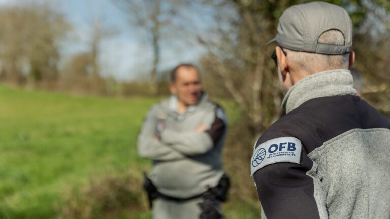 Gestion du loup en France : l’OFB face à un tournant politique