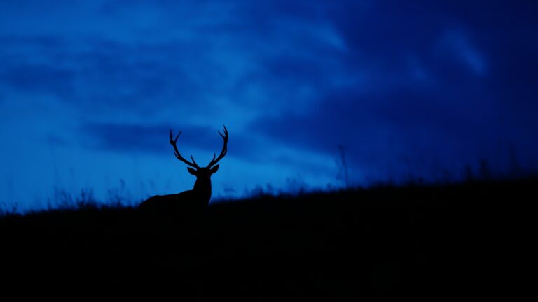 Enquête : La thermique favorise-t-elle le braconnage ?