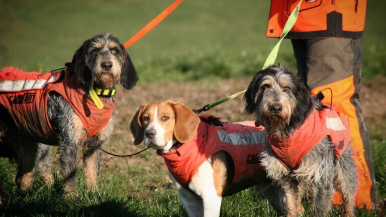 La Fondation Brigitte Bardot attaque une épreuve de chiens courants sur sanglier