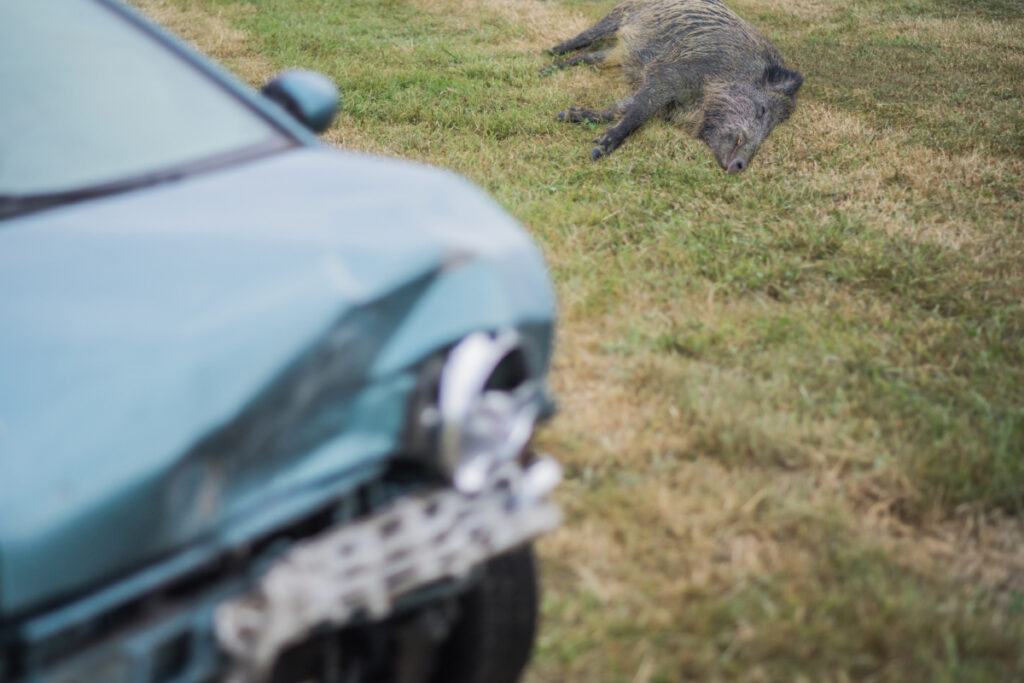 collision routière sanglier