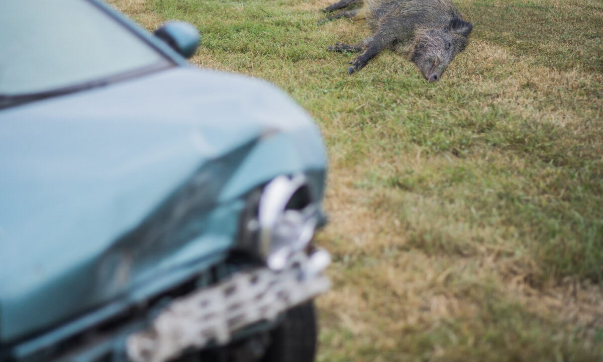 collision routière sanglier