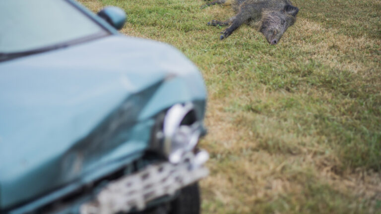 Orne : collision avec un sanglier, un automobiliste blessé