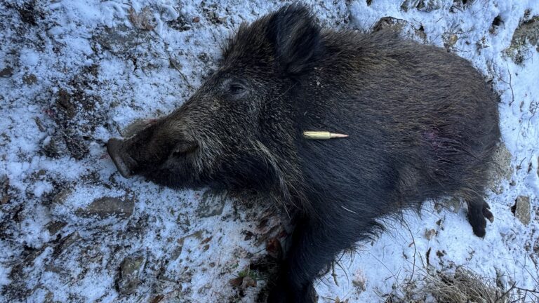 7mm PRC : le nouveau roi de la chasse en montagne ?